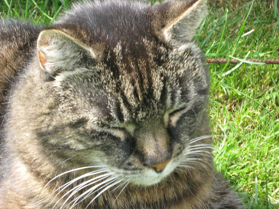 Huskat Peter billede 5