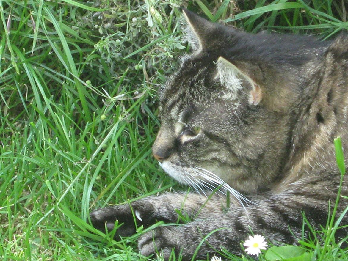 Huskat Peter billede 6