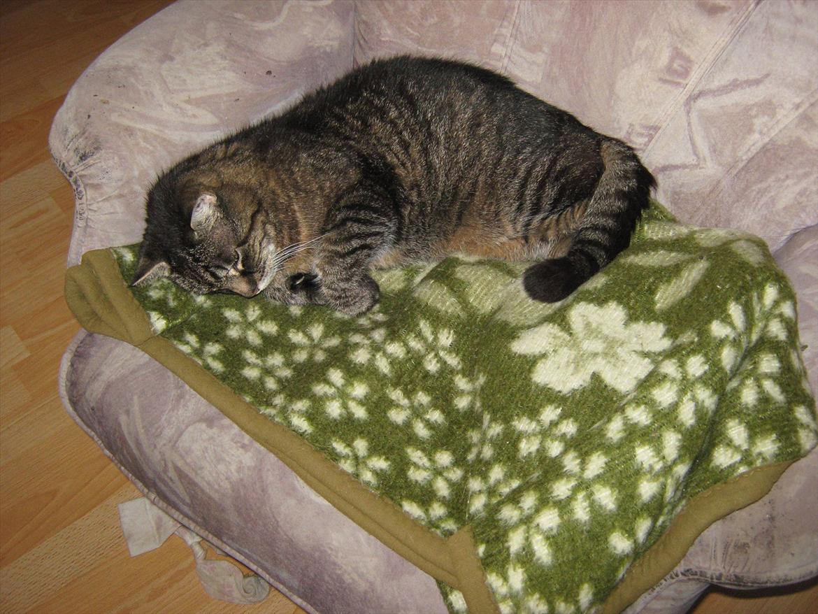 Huskat Peter billede 7