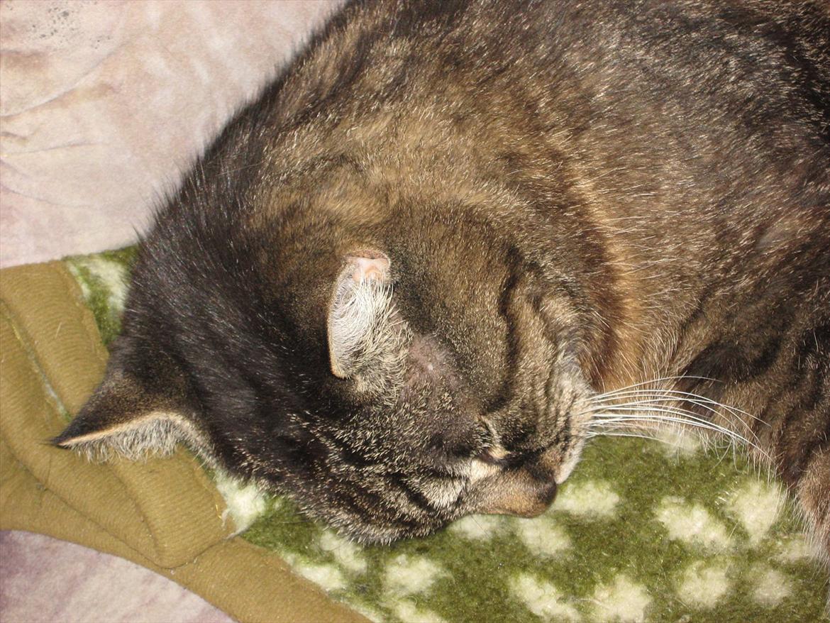 Huskat Peter billede 8