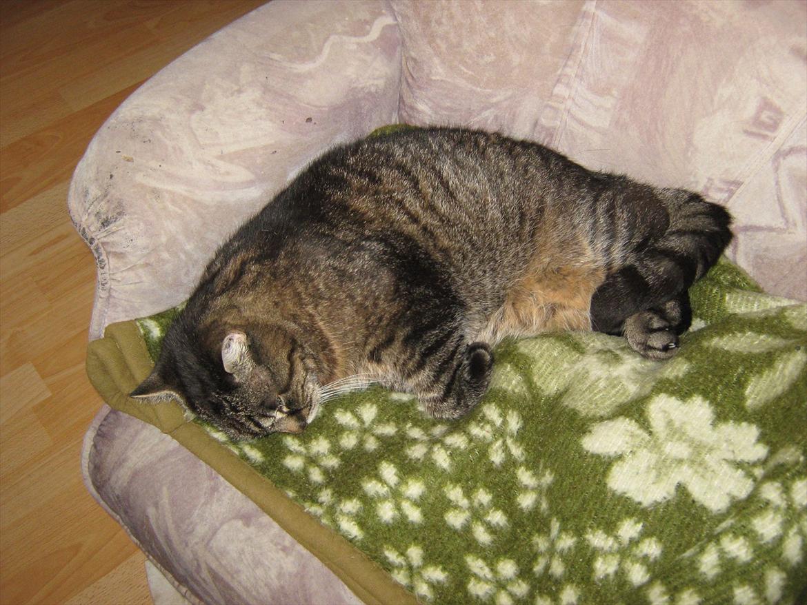 Huskat Peter billede 9