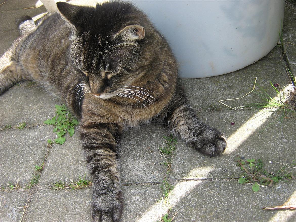 Huskat Peter billede 10