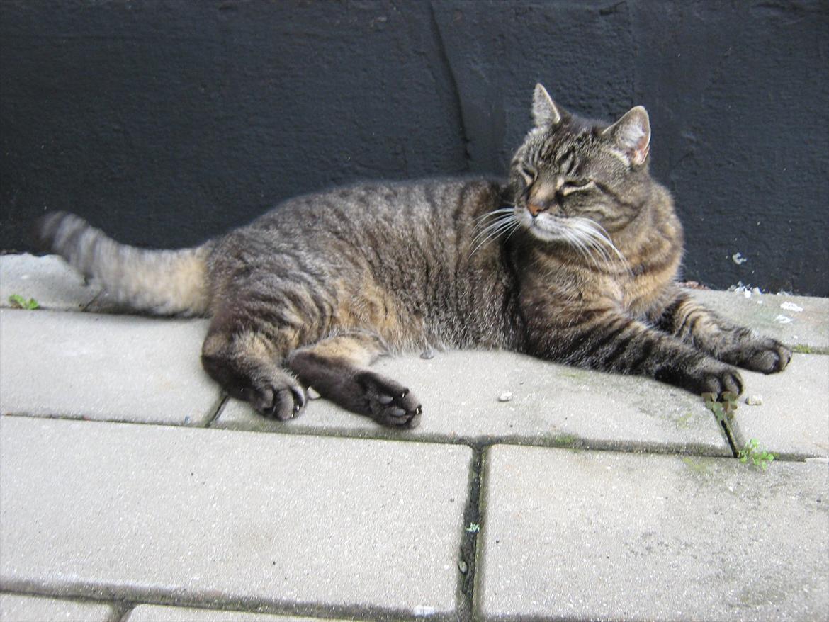 Huskat Peter billede 11