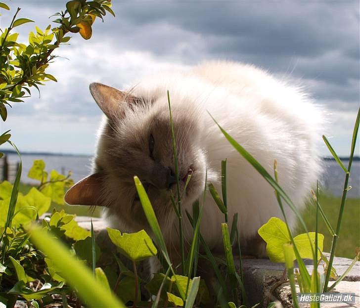 Hellig Birma Freja  billede 1