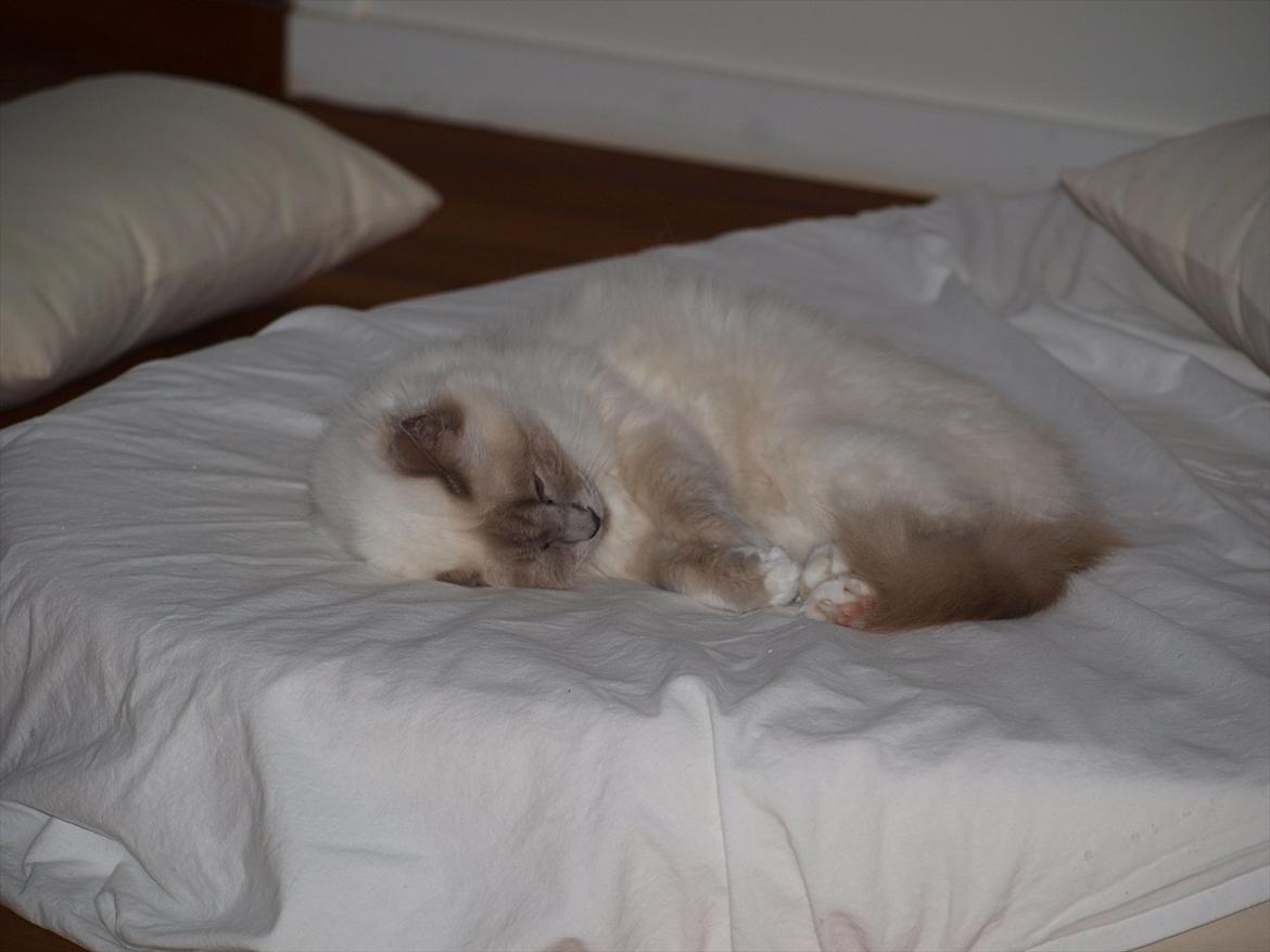 Hellig Birma Freja  billede 2