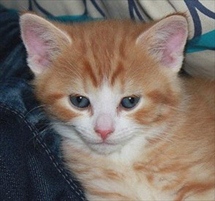 Huskat Garfield (Gaffe) R.I.P. - dejlige mig :))) billede 5