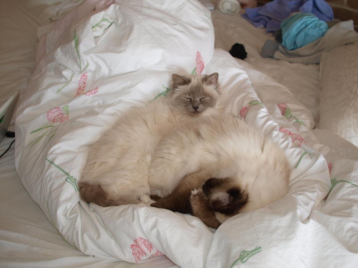 Hellig Birma Freja  billede 3