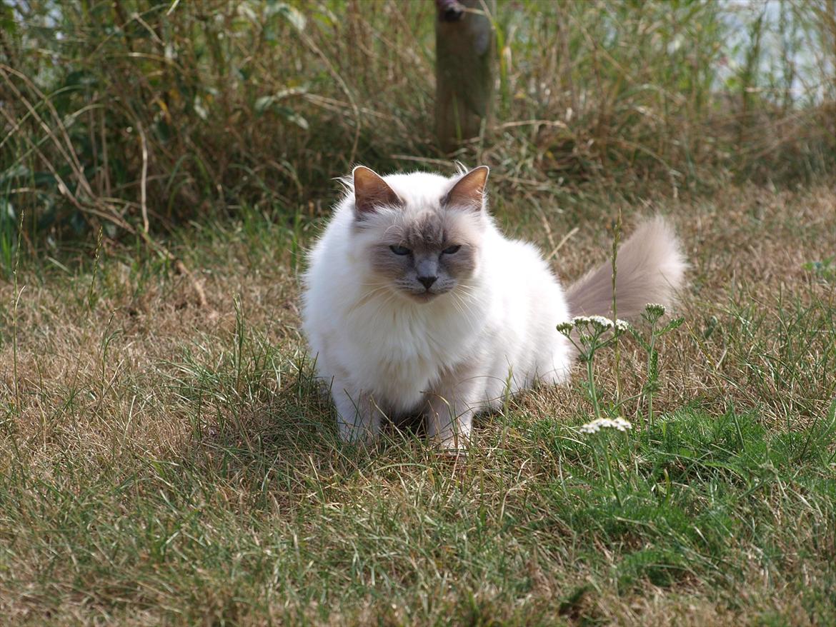 Hellig Birma Freja  billede 4