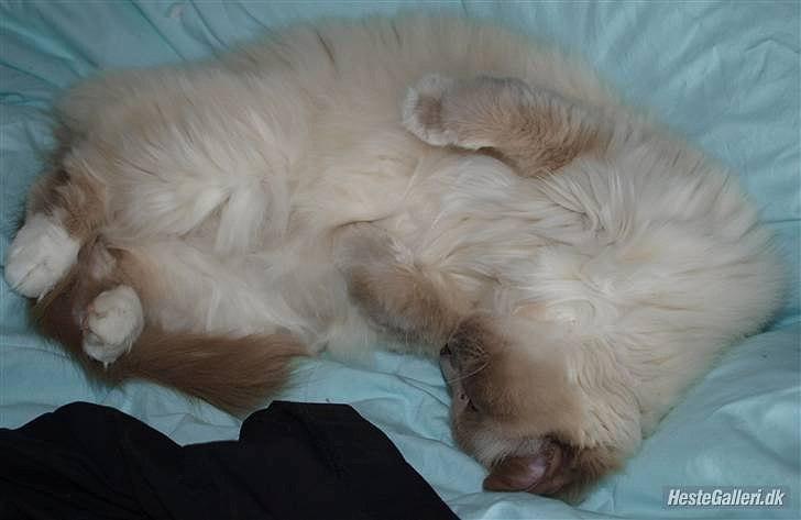 Hellig Birma Freja  billede 5