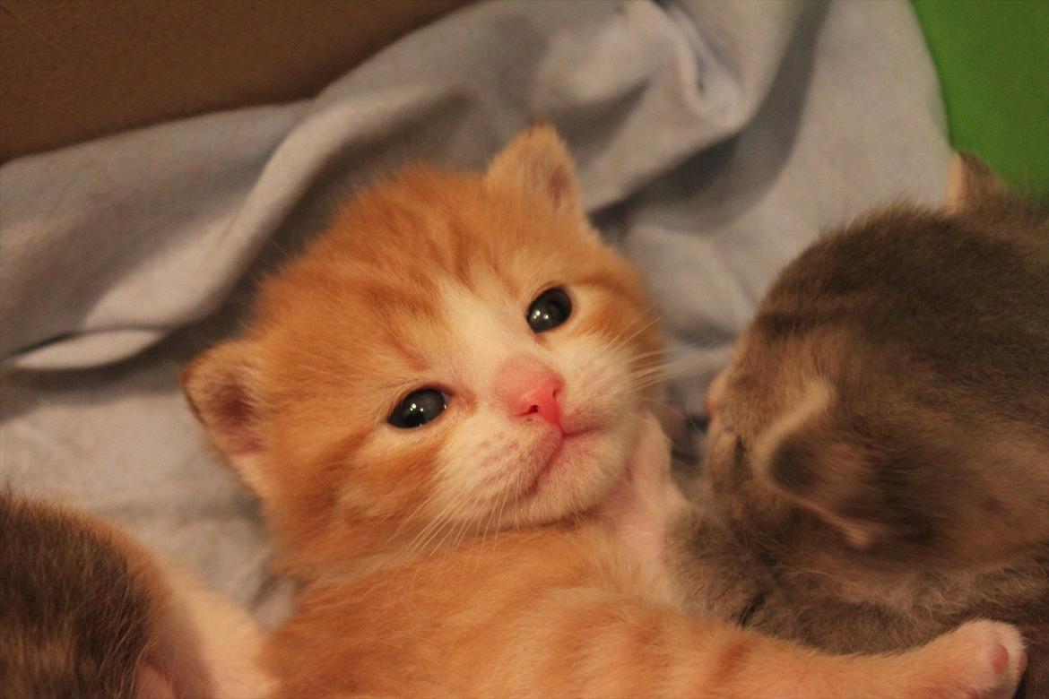 Huskat Garfield (Gaffe) R.I.P. - 3 uger billede 6