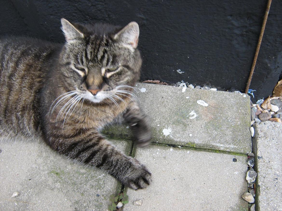 Huskat Peter billede 12