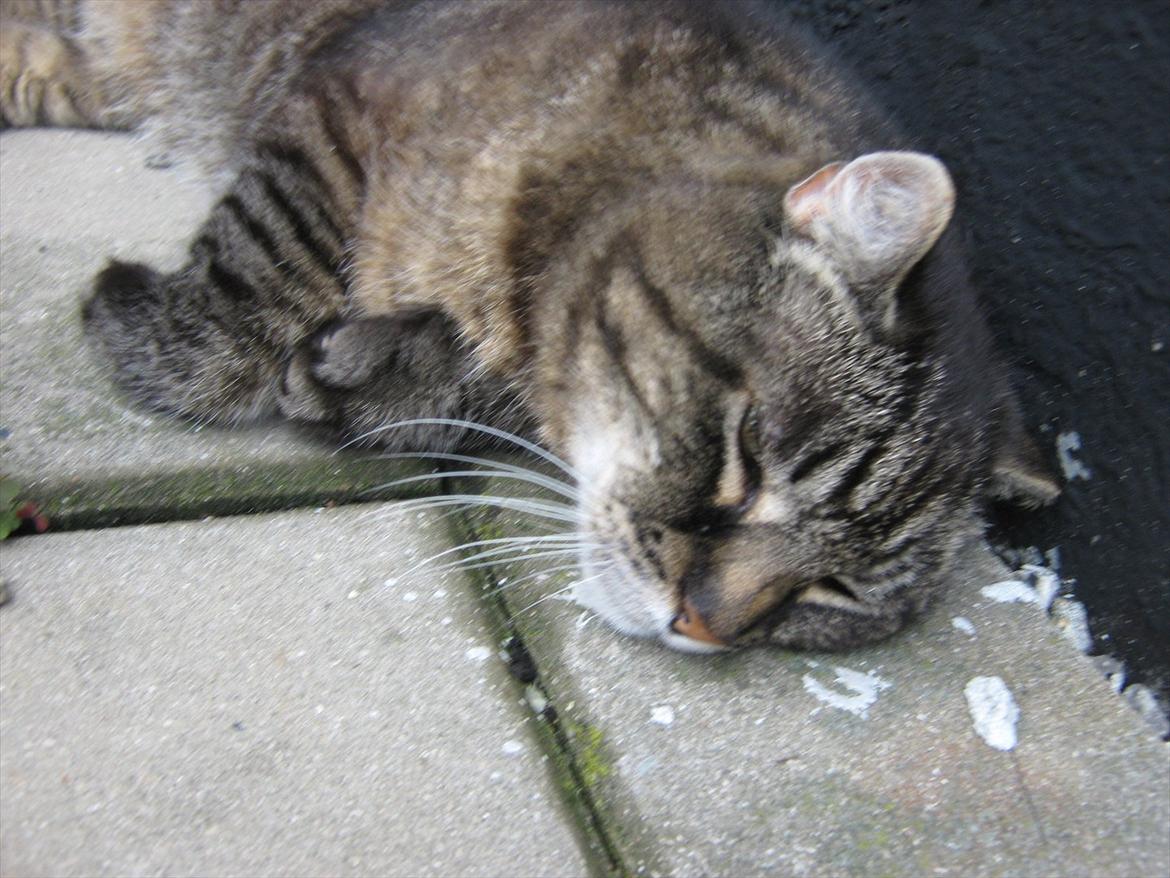 Huskat Peter billede 13