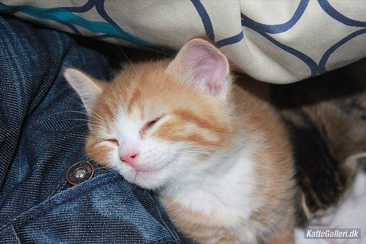 Huskat Garfield (Gaffe) R.I.P. - er så dejligt at sove :) billede 7