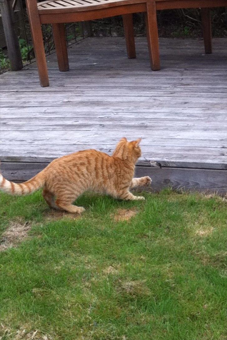 Blanding af racer Athene billede 9