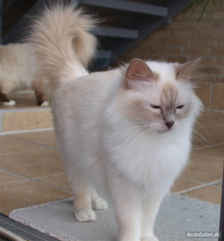 Hellig Birma Ofelia  billede 1