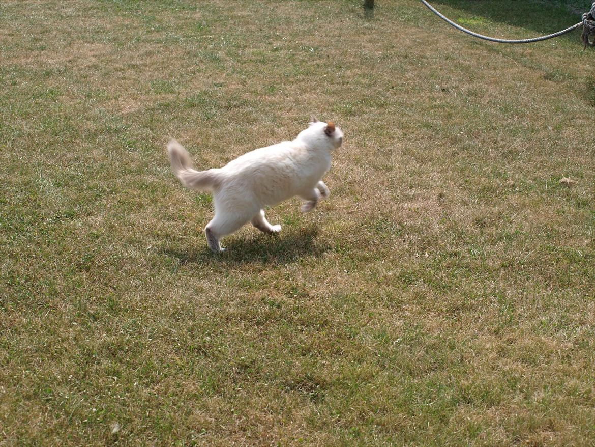 Hellig Birma Ofelia  billede 2