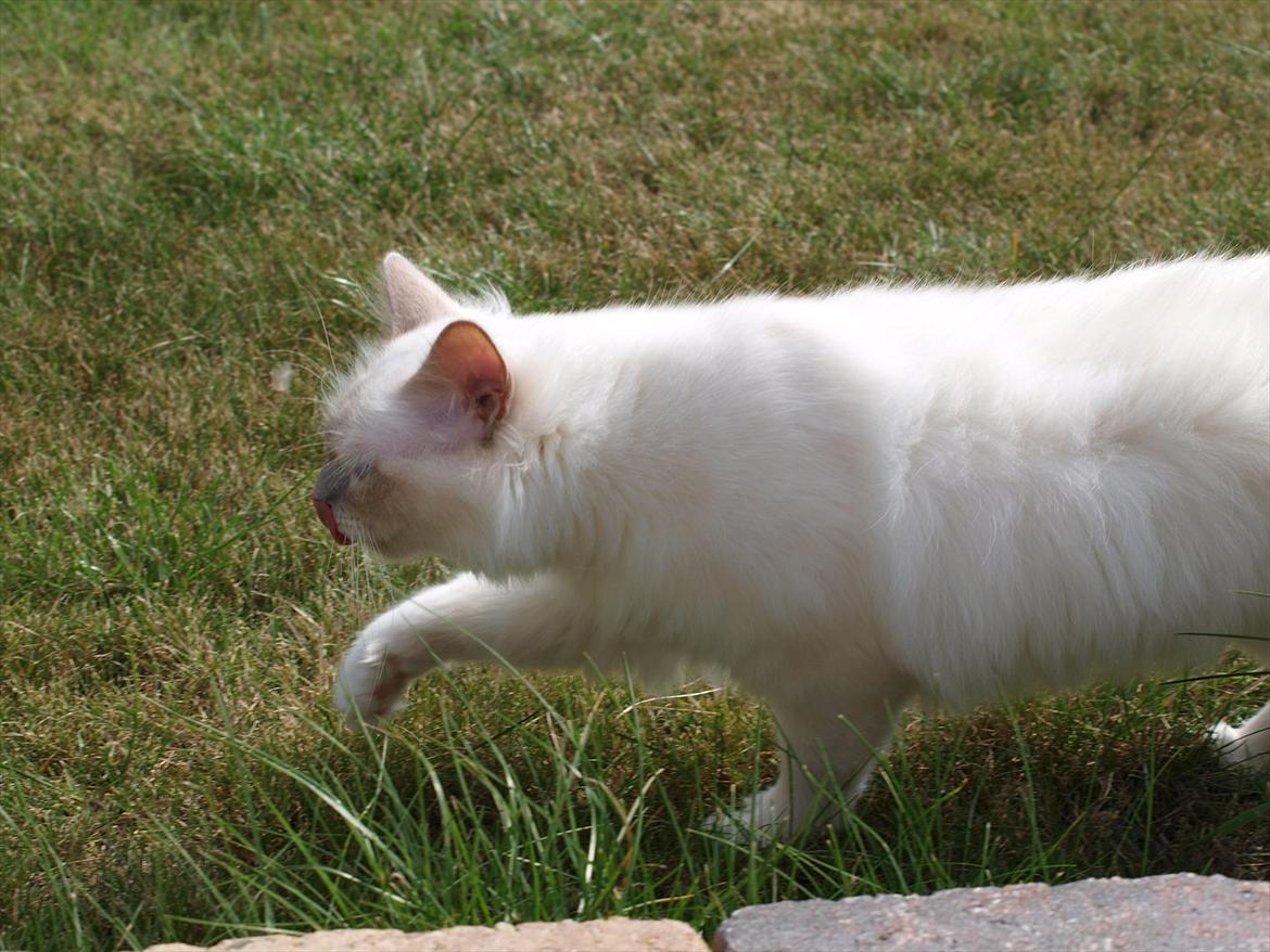 Hellig Birma Ofelia  billede 3