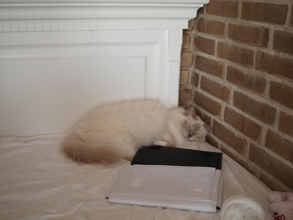 Hellig Birma Ofelia  billede 4