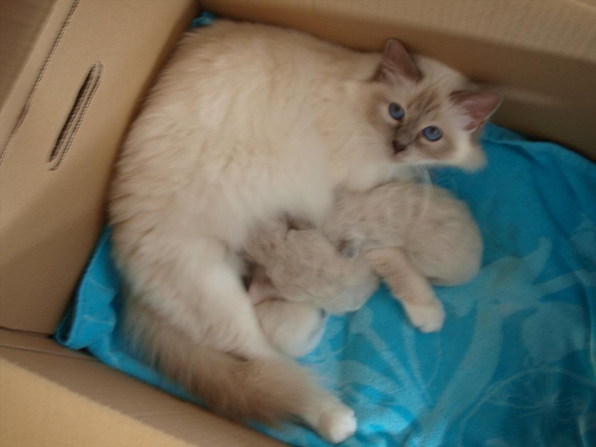 Hellig Birma Ofelia  billede 5