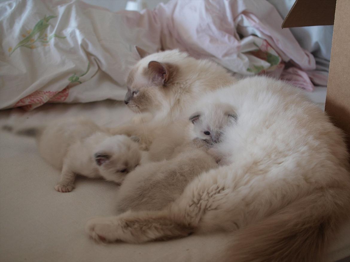 Hellig Birma Ofelia  billede 6