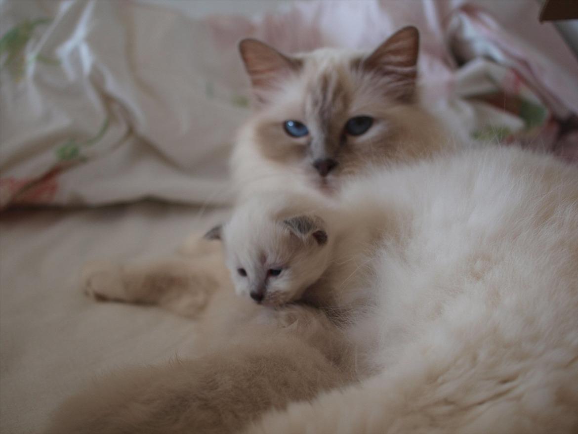 Hellig Birma Ofelia  billede 7