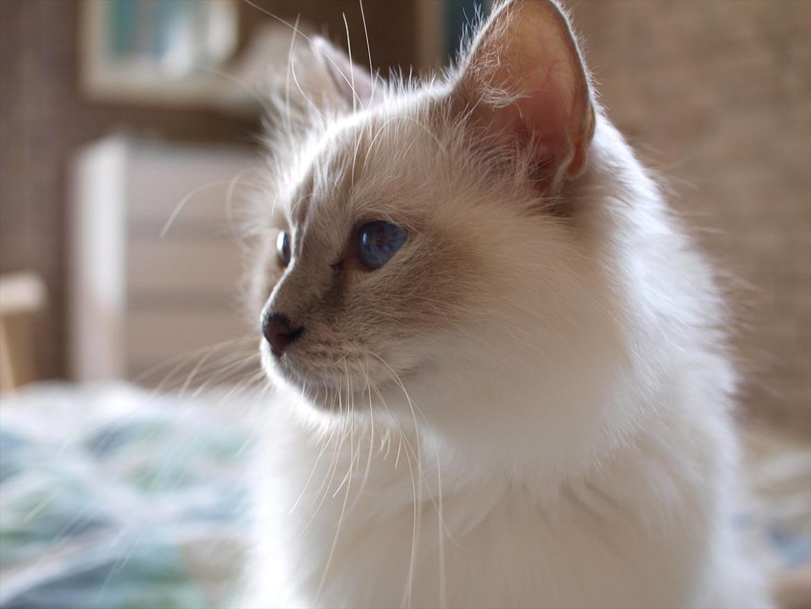 Hellig Birma Ofelia  billede 8