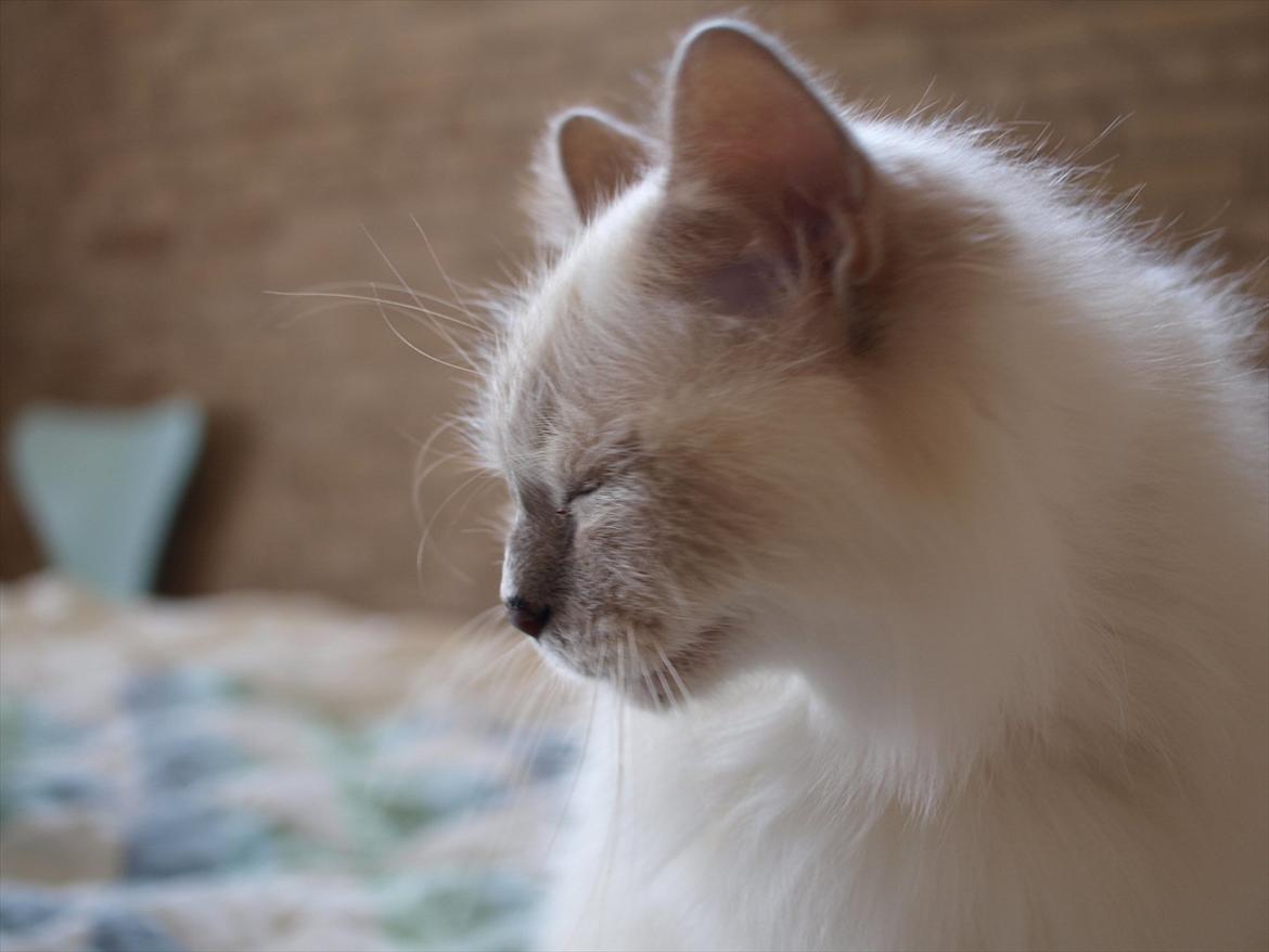 Hellig Birma Ofelia  billede 9