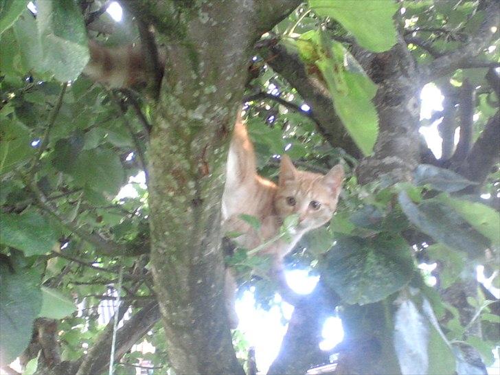 Blanding af racer tiffi - HEJ med dig! billede 1