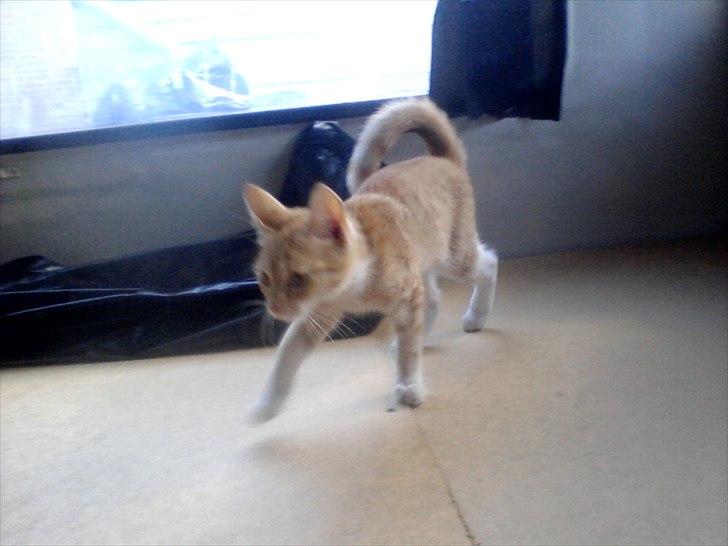 Blanding af racer tiffi billede 2