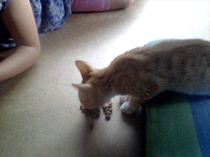 Blanding af racer tiffi billede 3