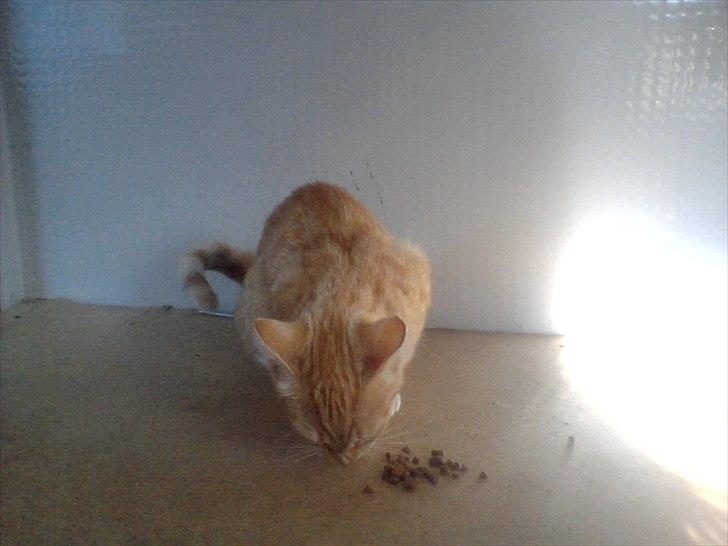 Blanding af racer tiffi billede 4