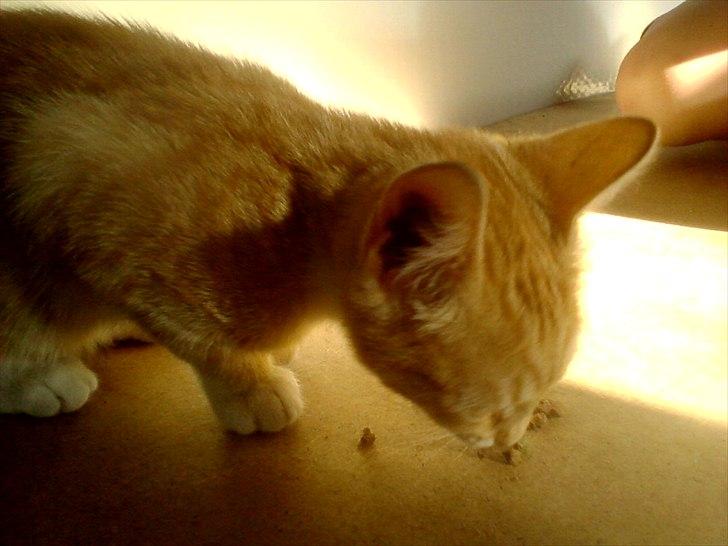 Blanding af racer tiffi - mmhhh MAD! billede 5