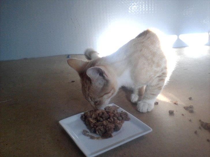 Blanding af racer tiffi billede 6