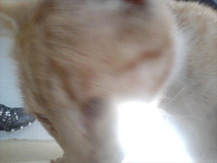 Blanding af racer tiffi billede 7