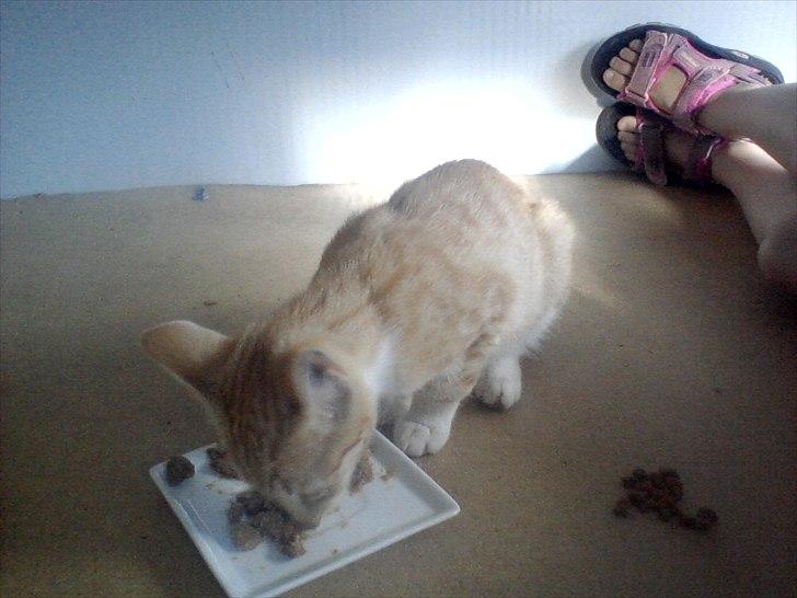 Blanding af racer tiffi billede 8