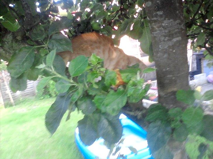 Blanding af racer tiffi billede 10