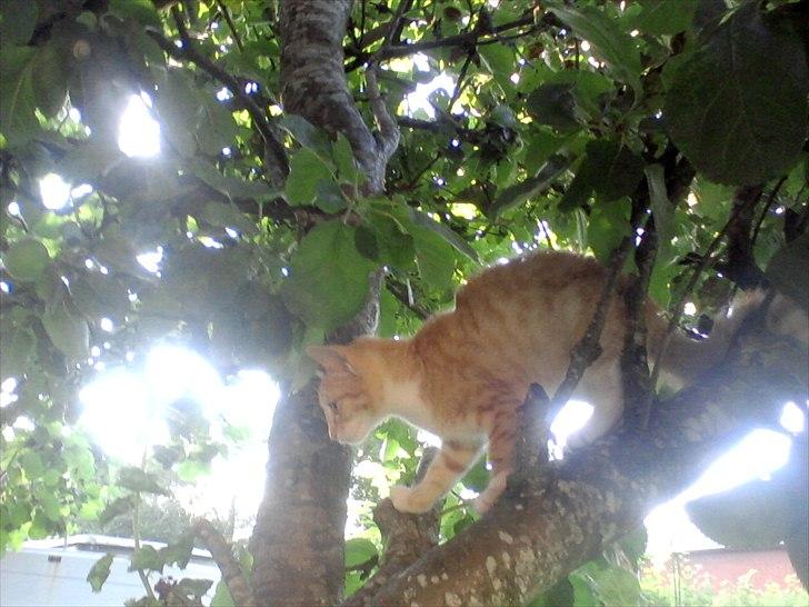 Blanding af racer tiffi - Tak for kigget.. læg gerne en kommentar! billede 12