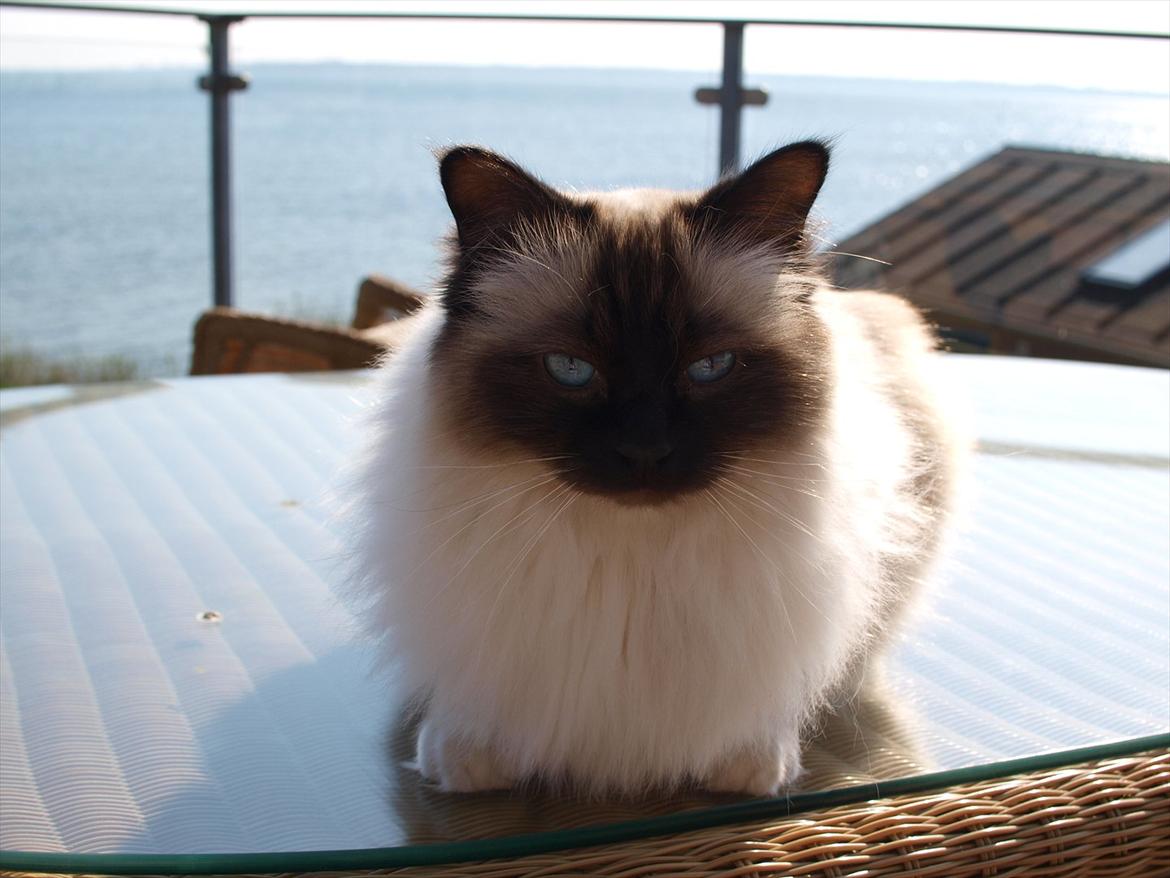 Hellig Birma Baloo  billede 1