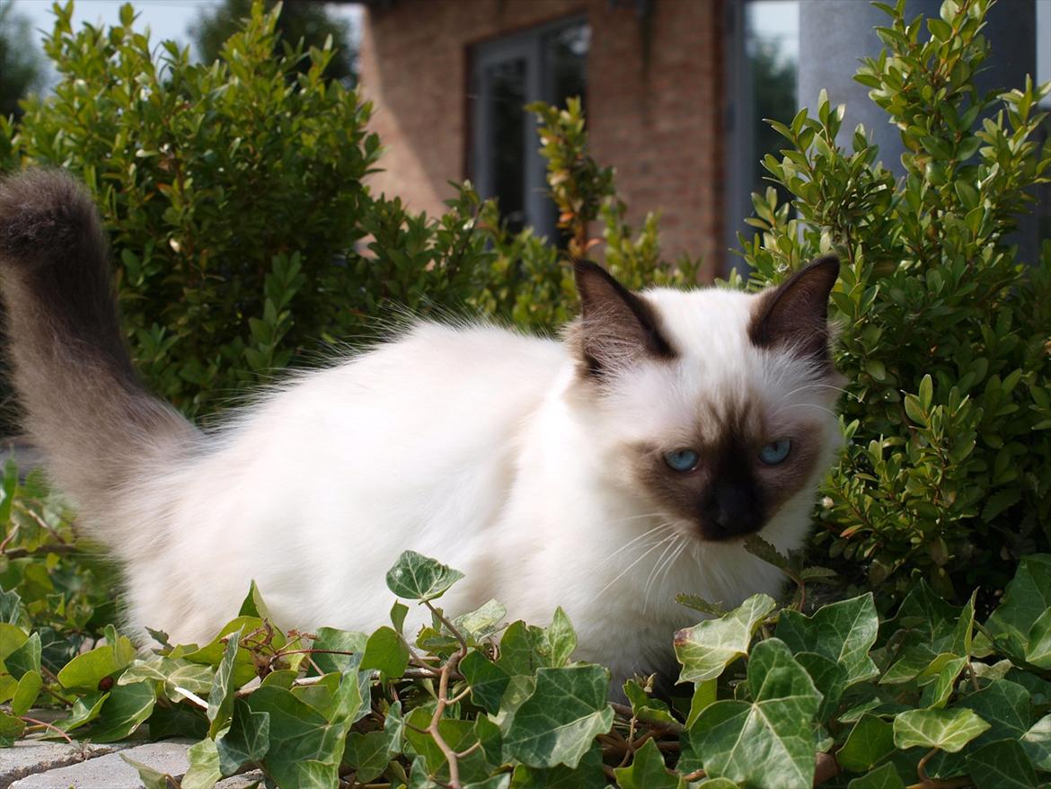 Hellig Birma Baloo  billede 3