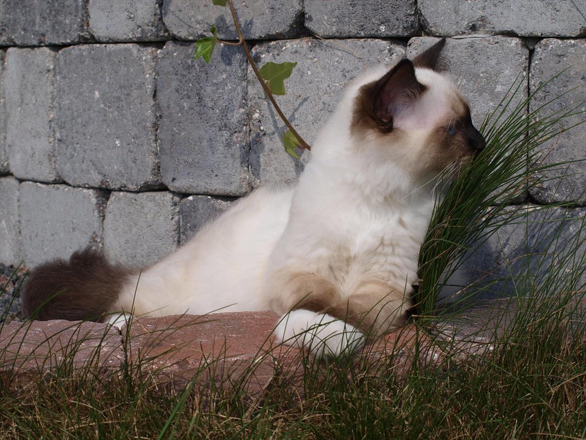 Hellig Birma Baloo  billede 4