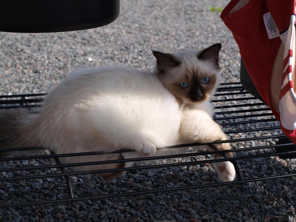 Hellig Birma Baloo  billede 6