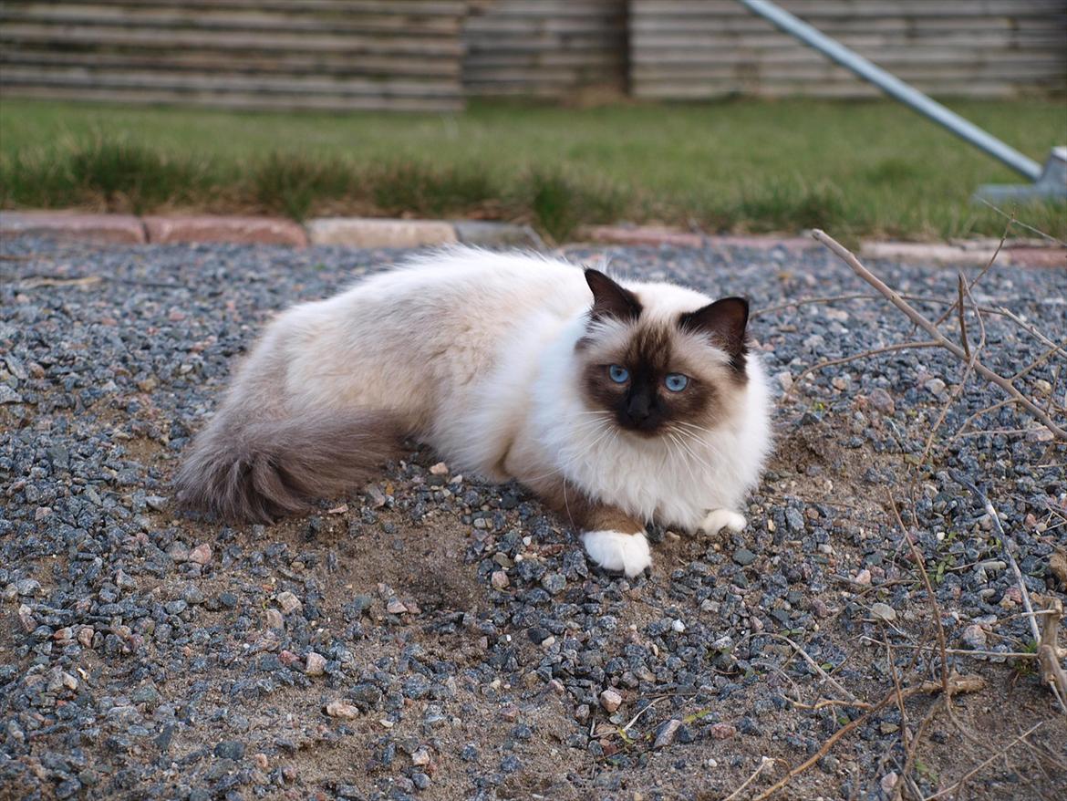 Hellig Birma Baloo  billede 8