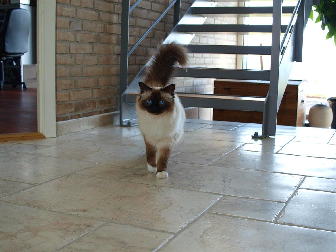 Hellig Birma Baloo  billede 9