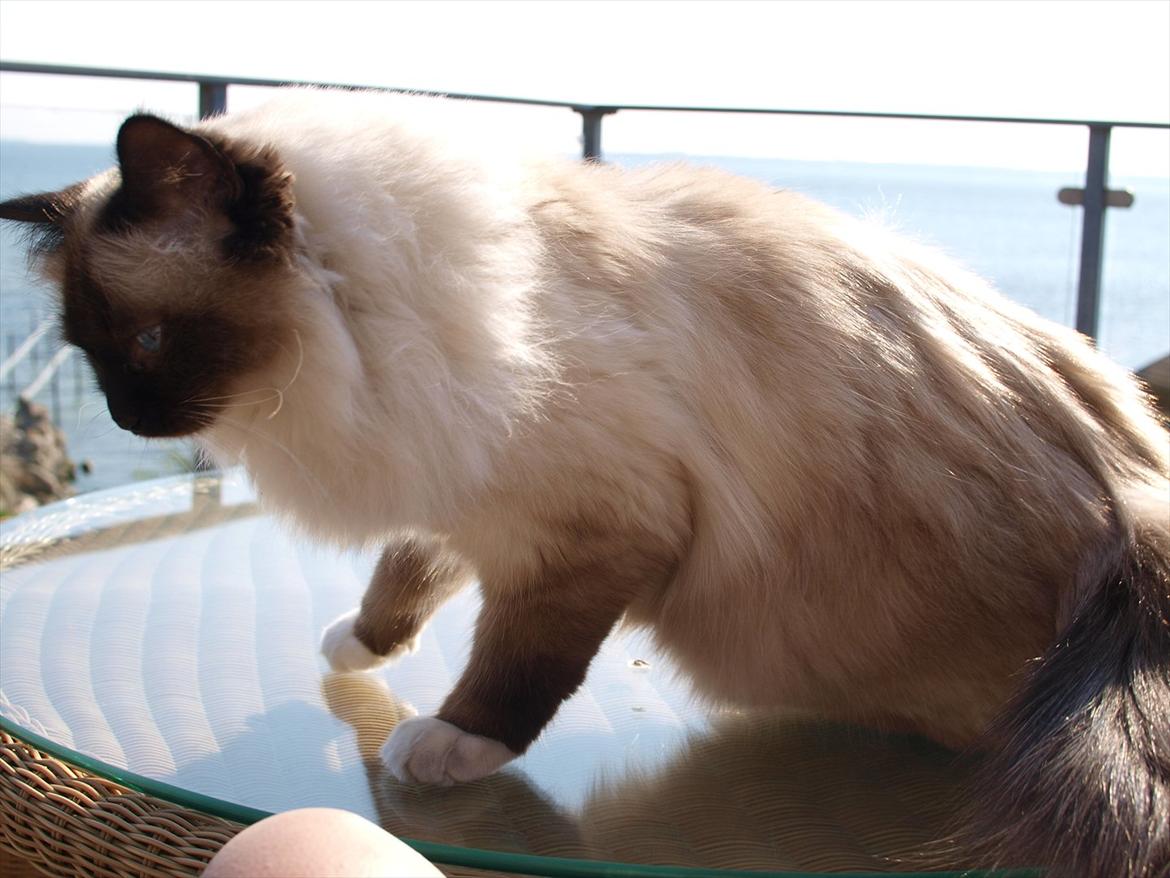 Hellig Birma Baloo  billede 10