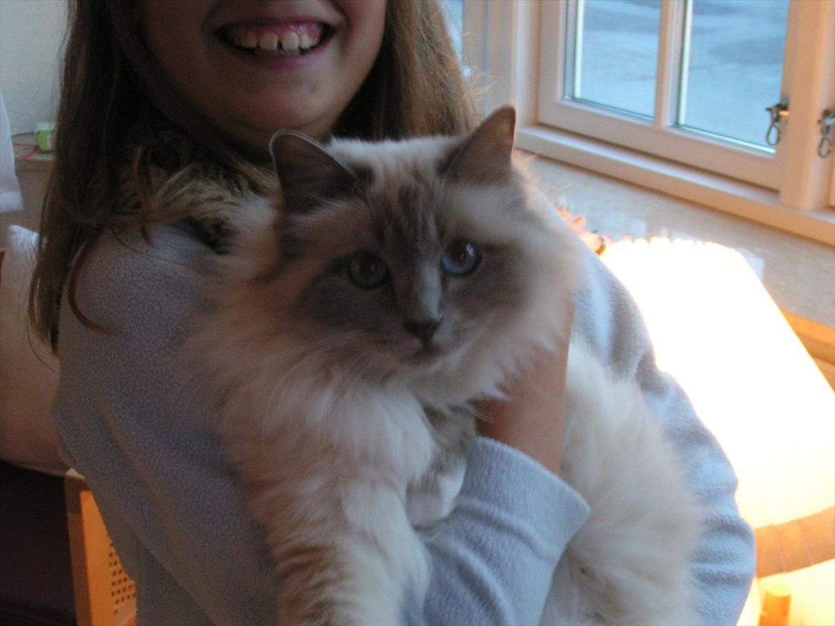 Hellig Birma Freja  billede 6