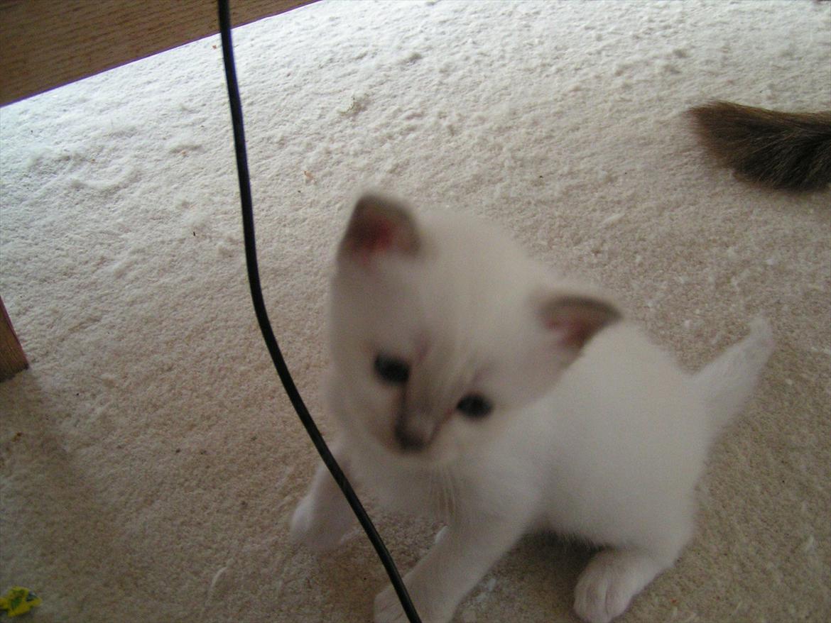 Hellig Birma Ofelia  billede 10