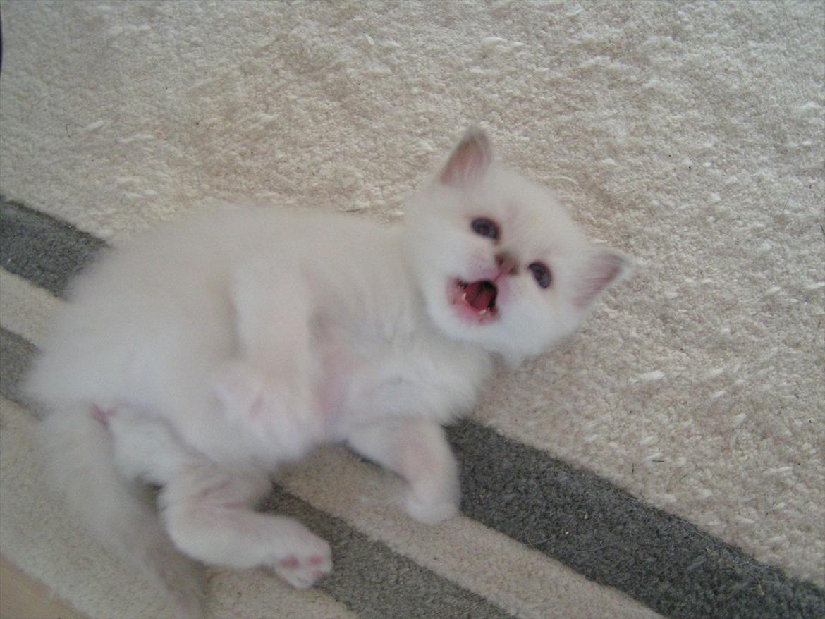 Hellig Birma Ofelia  billede 11