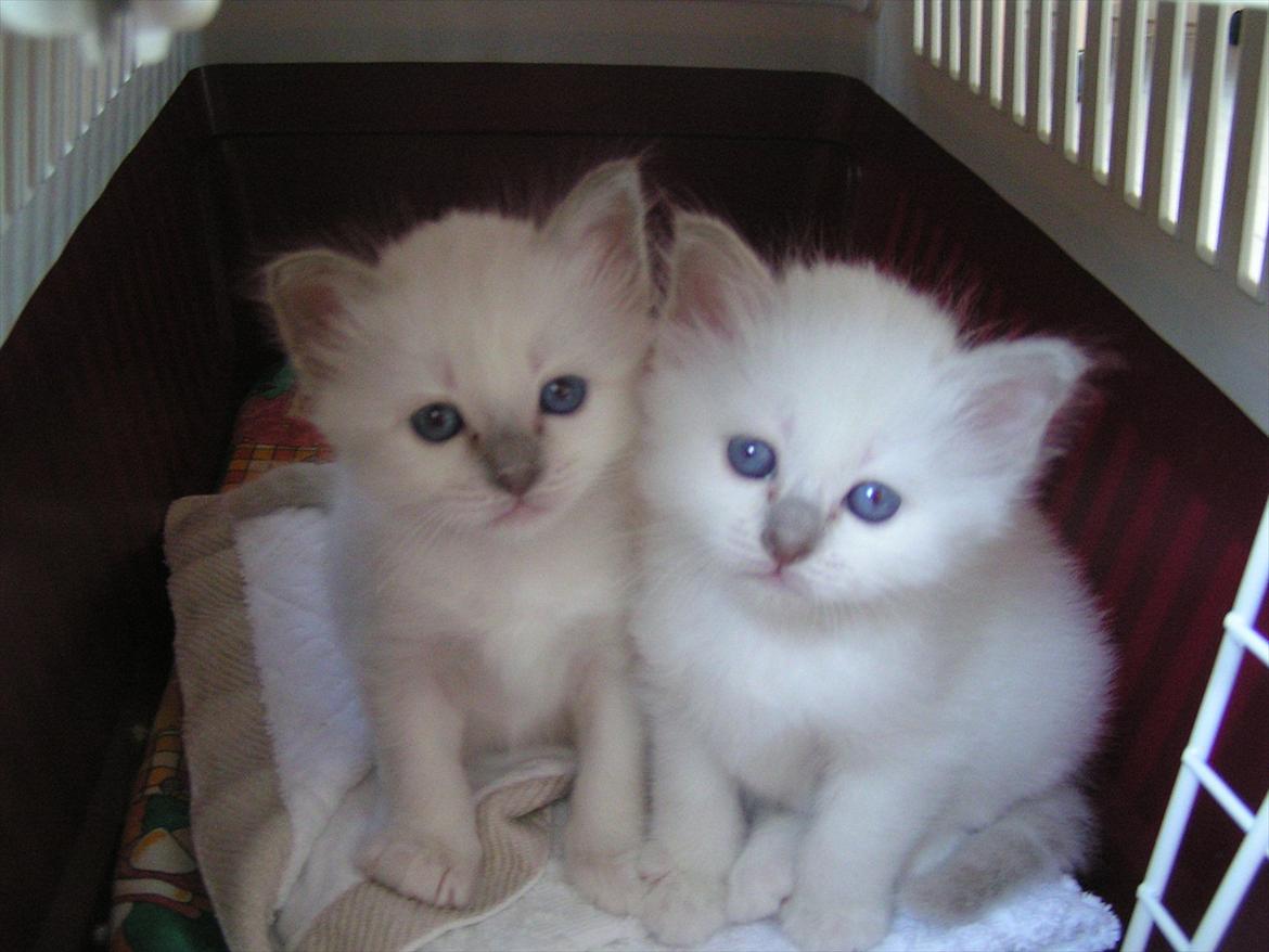 Hellig Birma Ofelia  billede 12