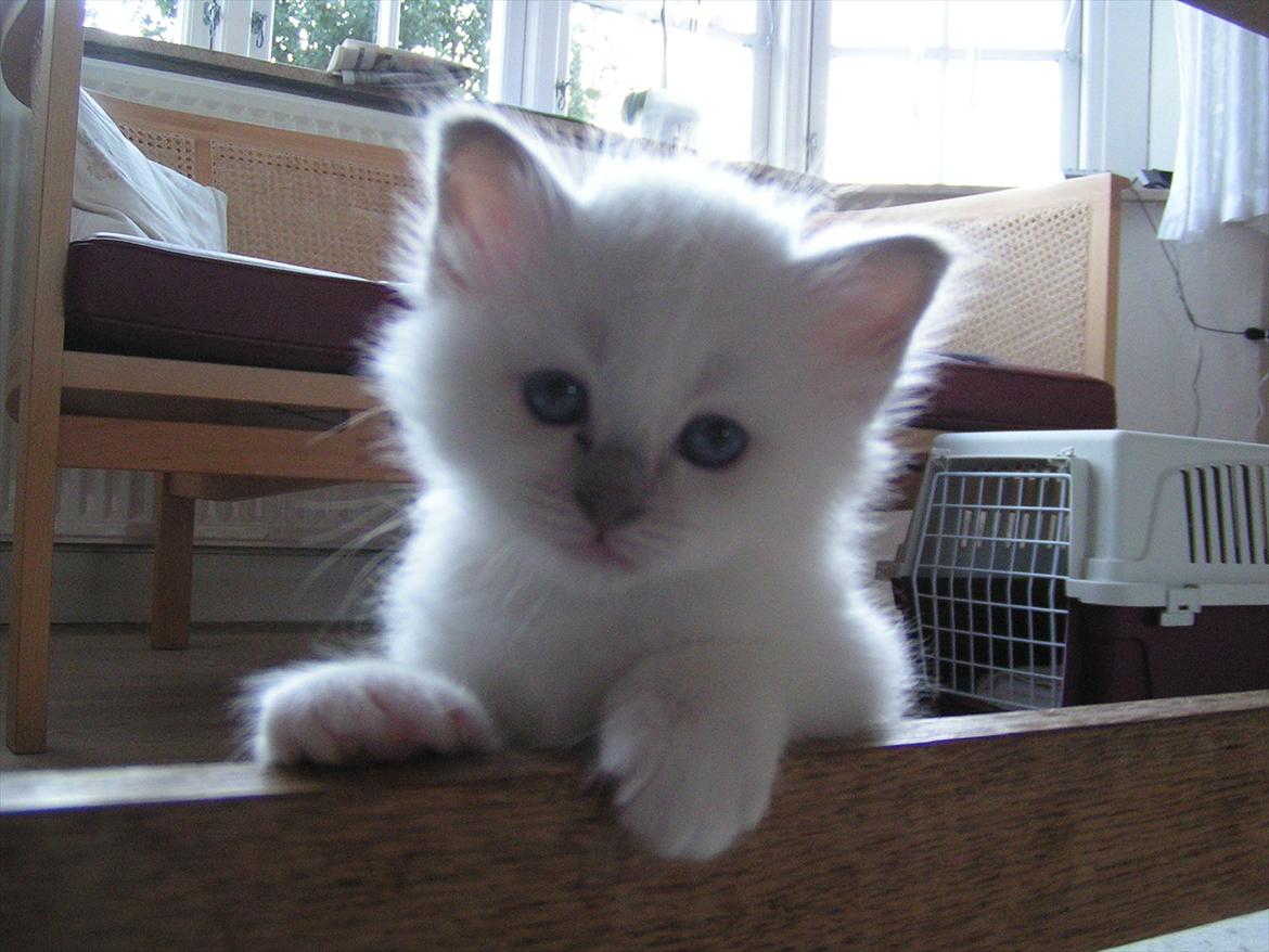 Hellig Birma Ofelia  billede 13