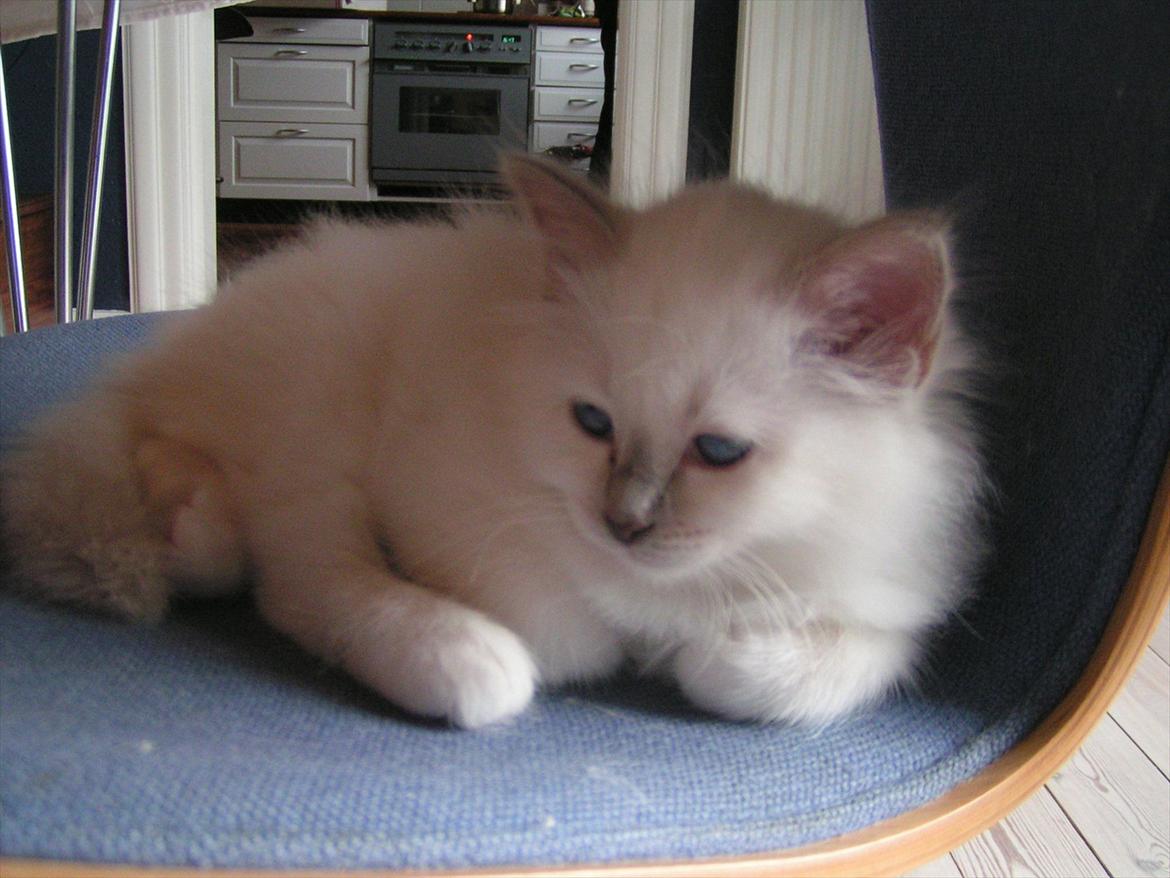 Hellig Birma Ofelia  billede 14